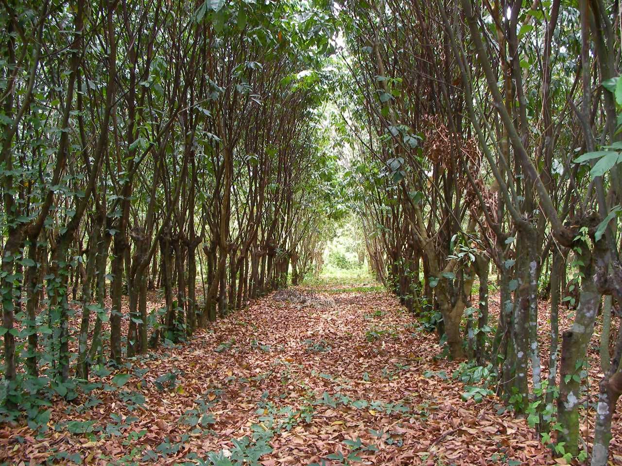 Inga alley showing ground free of weeds and covered in mulch after pruning the trees